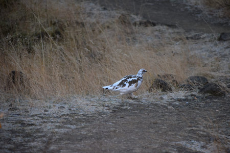 White ptarmigan, Lagopus lagopus, single bird in grass, Iceland