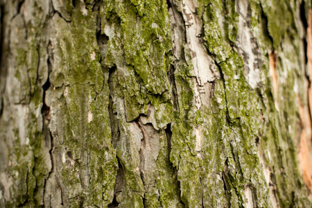 Tree bark background