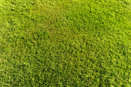 Fresh green grass as a background stylish