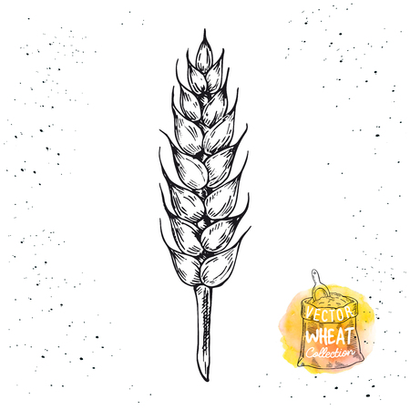 Hand drawn sketch illustration of wheat. Vector wheat elements for label, packaging.のイラスト素材
