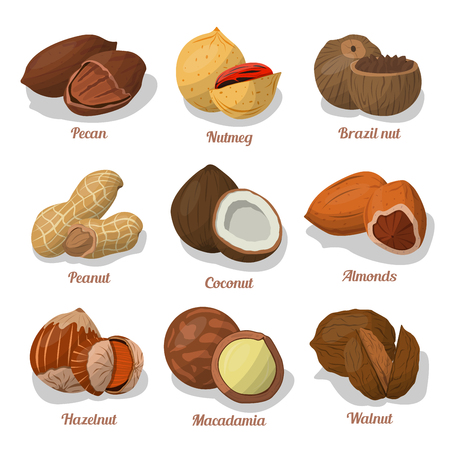 Nut food of cashew and Brazil, hazelnut and almonds, walnut, nutmeg and pecan, peanut and macadamia, coconut.のイラスト素材