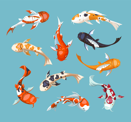 Koi carps. Koi japanese fish vector illustration. Aquarium illustration.の販売画像