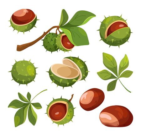 Chestnut vector isolated icons. Elements for label.のイラスト素材