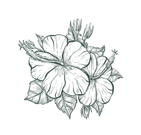 Vintage flower sign. Sketch Hibiscus flower, isolated illustration. Tropical Hibiscus flower, vector sketch print.のイラスト素材