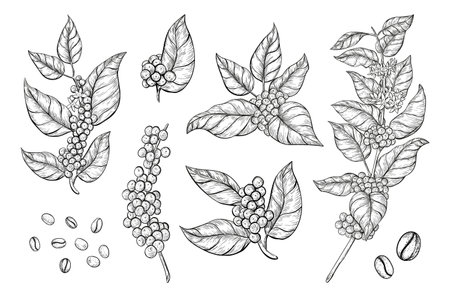 Coffee branches and beans sketch style. Hand drawn set of coffee tree branches with leaves, flowers and ripe fruits.のイラスト素材