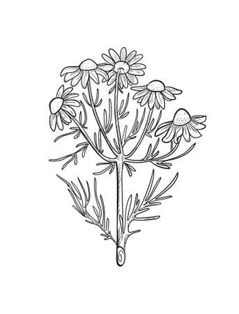 Vector chamomile sketch. Matricaria chamomilla medicinal plant hand drawn illustration.のイラスト素材