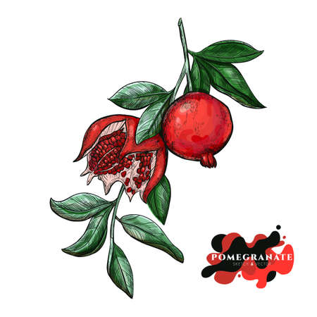 Pomegranate vector drawing. Sketch Pomegranate fruits on a branch, isolated engraved sign. Tropical fruit hand drawn element for package print, product label.のイラスト素材