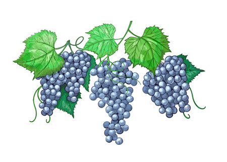 Engraved vintage illustration of grapes. Wine grapes wreath isolated element for design wine.のイラスト素材