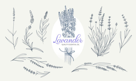 Lavender branch vector elements for botanical and label design. Hand drawn plant branch with leaves and flowers for invitation card design. Set of isolated lavender in liner style.のイラスト素材