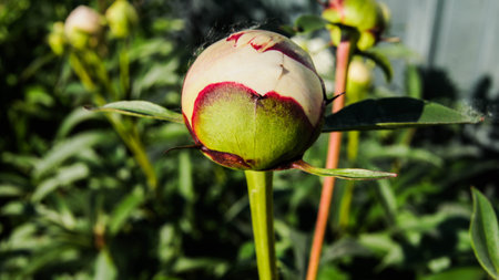 Peony flower bud in the garden on a background of green leavesの写真素材