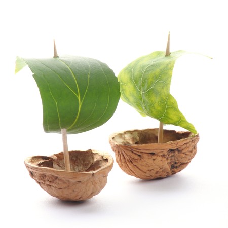 sailboat made of walnut with a leaf as sail isolated on white backgroundの写真素材