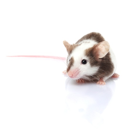 little gray and white mouse isolated on white backgroundの写真素材