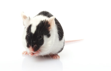 little black and white mouse isolated on white backgroundの写真素材