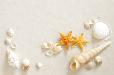 Beach with a lot of seashells and starfish