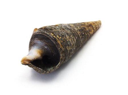 black sea shell isolated on white background