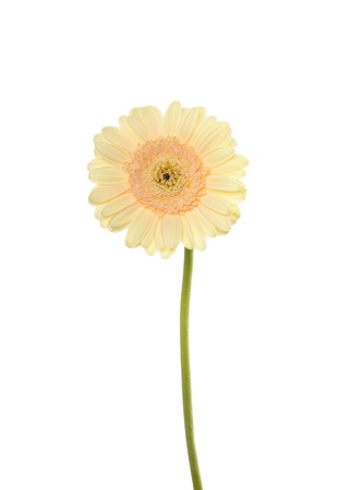 a gerbera flower isolated on white backgroundの写真素材