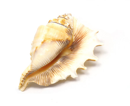 brown white sea shell isolated on white background