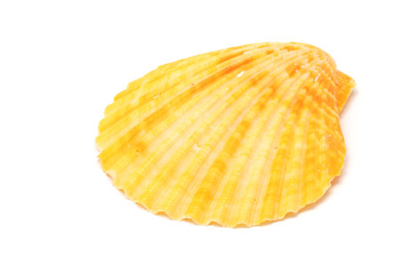 orange sea shell isolated on white background
