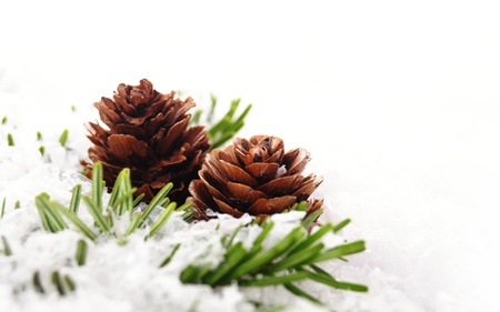 christmas background of branch with coneの写真素材