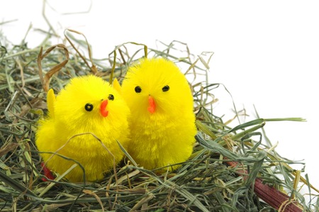 easter decoration, yellow chicks seated in a nestの写真素材