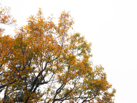 Yellow and orange autumn leaves of trees in Jeju, South Koreaの写真素材