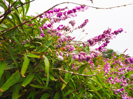 Purple flowers with green leaves in Jeju, South Koreaの写真素材
