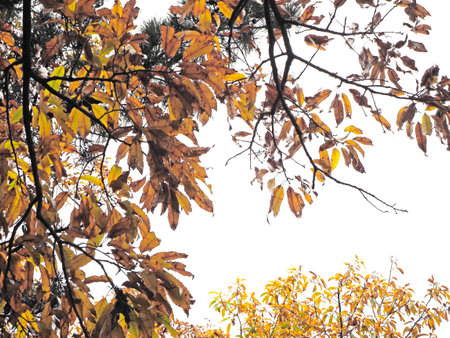 Yellow and orange autumn leaves of trees in Jeju, South Koreaの写真素材