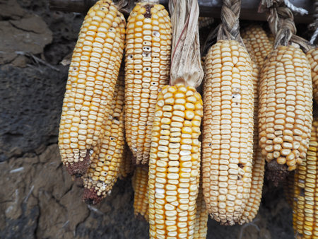 Corn hanging in Jeju Folk Villageの写真素材