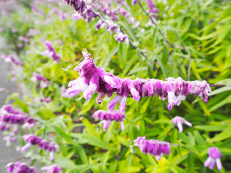 Purple flowers with green leaves in Jeju, South Koreaの写真素材
