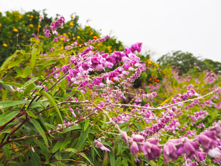 Purple flowers with green leaves in Jeju, South Koreaの写真素材