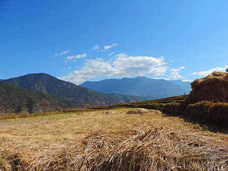 Harvested rice field with blue sky and mountains in the backgroundの写真素材