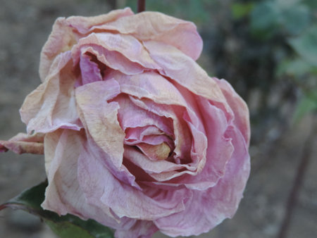 Closeup of blooming pink rose in Bhutanの写真素材