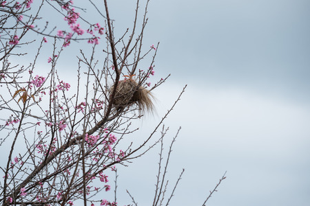 nest and cherry blossom grey skyの写真素材