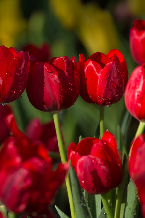 colorful spring tulipsの写真素材