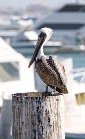 White and brown pelican perched on a vertical support at a dock in Cabo San Lucas, Mexicoの写真素材
