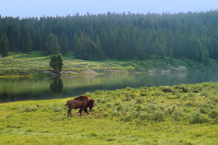 Bison Walking along River in Yellowstone National Park, United States