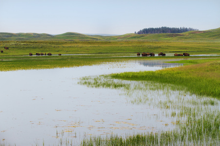 Herd of bison in wetlands in Yellowstone National Park の写真素材