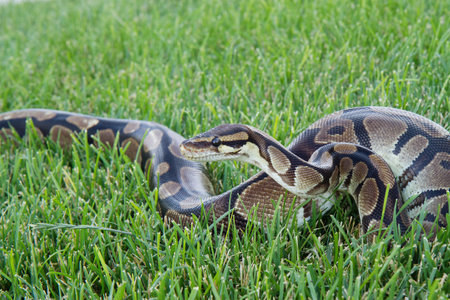 Ball Python in the green grass