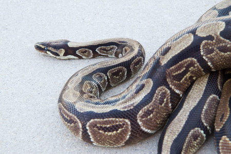 Ball python on pavement