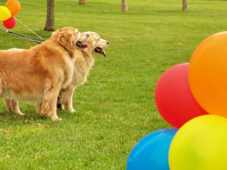 Dogs in park, Spring time, green grass, ballons.