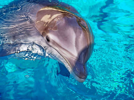 Dolphin close-up in blue waterの写真素材