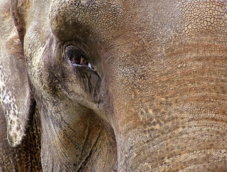 Elephant Head Close-up. Textured skin