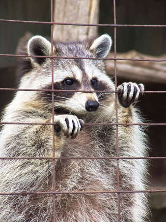Standing racoon in cage. Zoo, Ontario, Canadaの写真素材