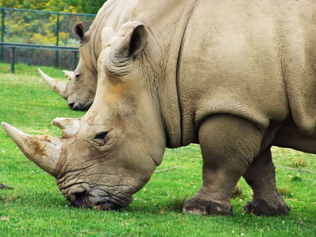 African animals: Rhinoceros eating grass. Safari park, Ontario, Canadaの写真素材