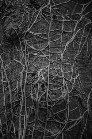 roots on treeの写真素材