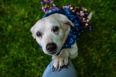 white dog sitting on green grass with colorful garlands giving paw and looking at its owner, subjective cameraの写真素材