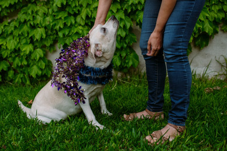 white dog with blue and violet Christmas garlands in the grass being caressed by its owner dressed...