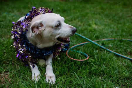 white dog sitting on the green grass with white and violet wreaths on the bodyの写真素材