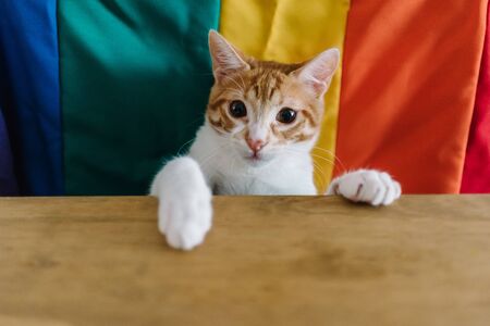 Stock photo of a red and white tabby colored cat with their paws on the table.の写真素材