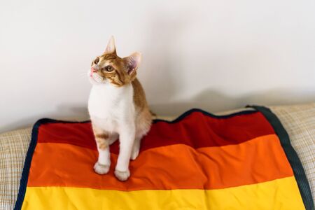 Stock photo of a red and white tabby colored cat laying down covered with a blanket. It is looking away from the camera.の写真素材